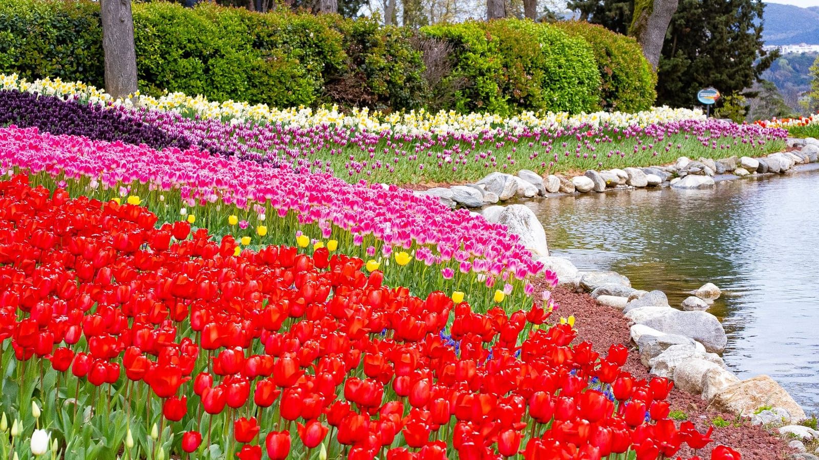 Rows of colorful blooming tulips curving beside a pond in Emirgan Park.