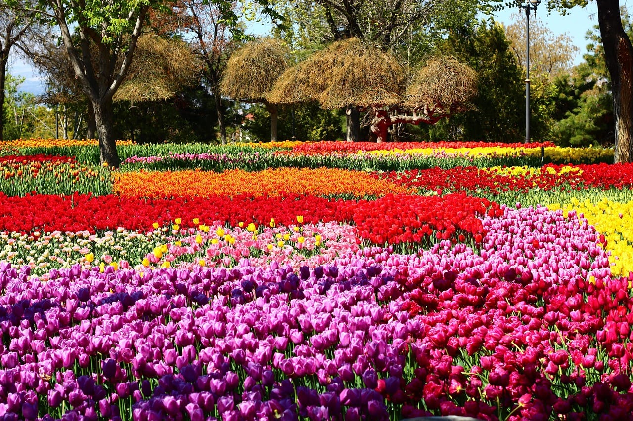 Beds of colorful blooming tulips arranged across the hillsides of Emirgan Park.