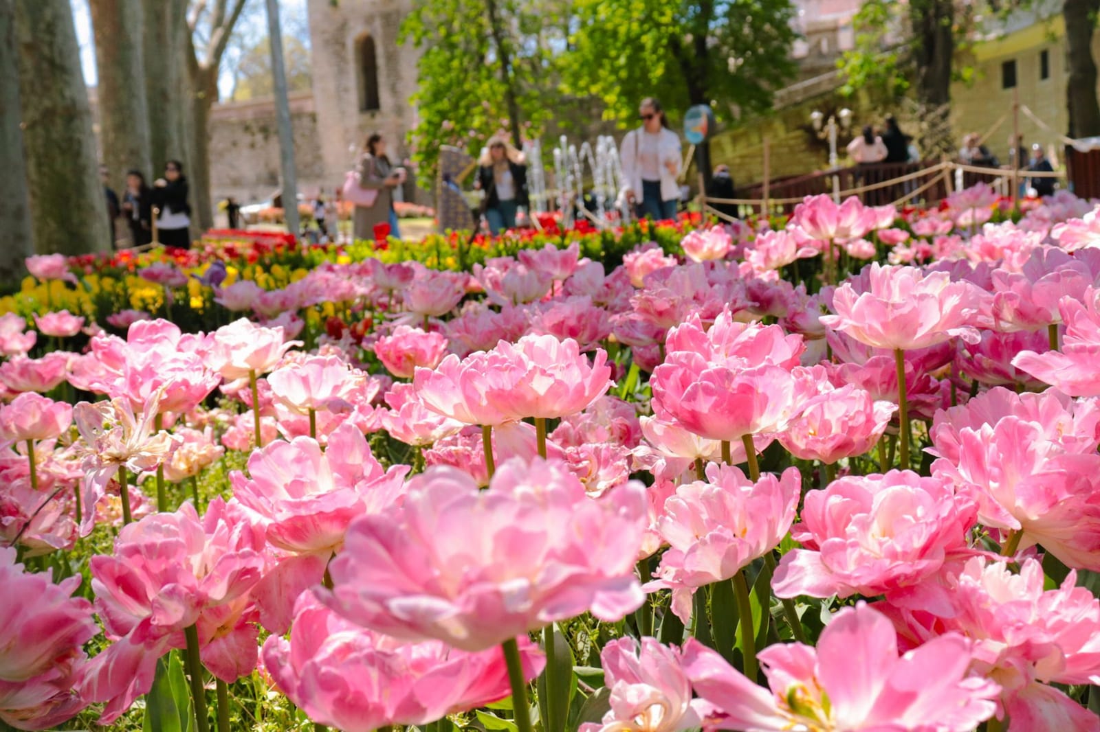 Visitors walk near beds of blooming pink tulips in an Istanbul park.