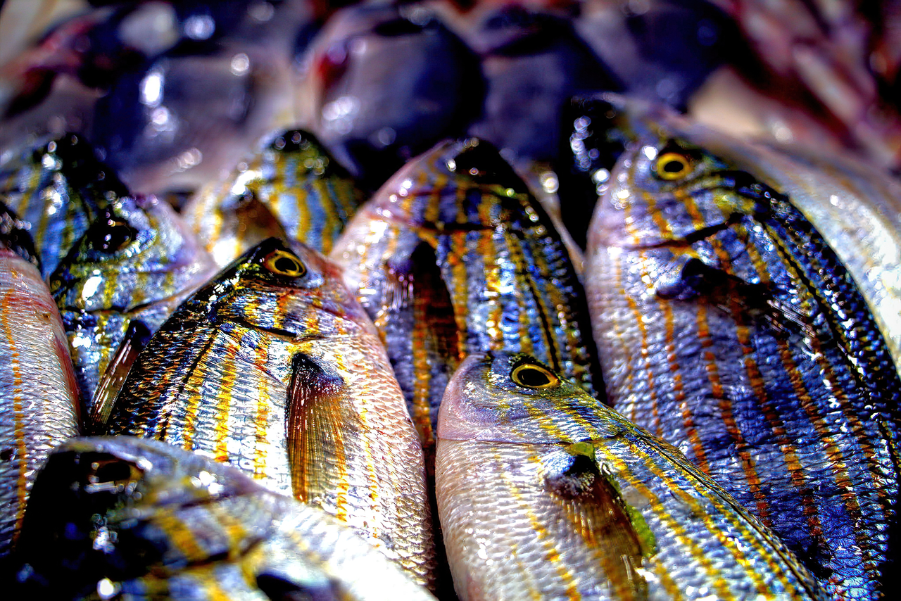 Vibrant striped fish catches the light at a traditional Turkish fish market.